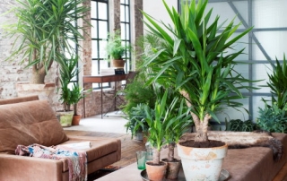 planten-interieur